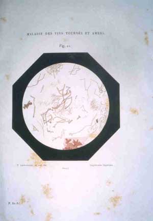 f_pasteur - maladie des vins.jpg (16648 byte)
