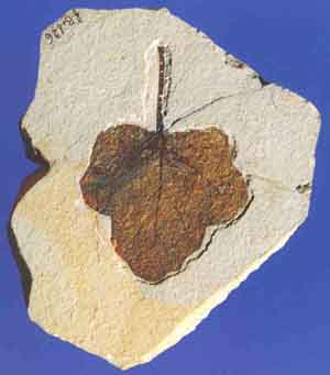bolca 2.jpg (13297 byte)