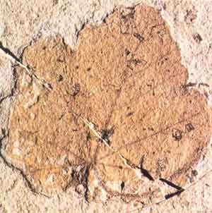 bolca fossile - ampelidea.jpg (23870 byte)
