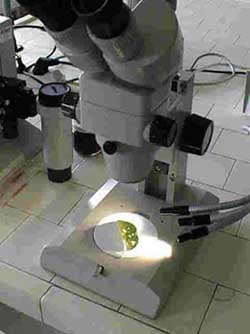 Analisi oidio microscopio.jpg (15939 byte)