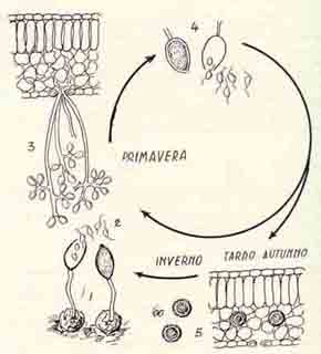 f_ciclo peronospora.jpg (15984 byte)