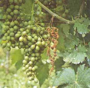 f_peronospora.jpg (18795 byte)